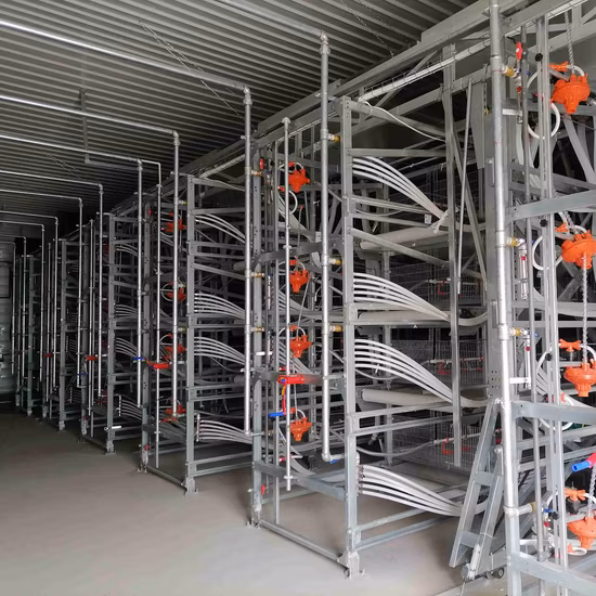 養鶏場装置自動ブロイラー鶏ケージ鉄骨構造鶏舎