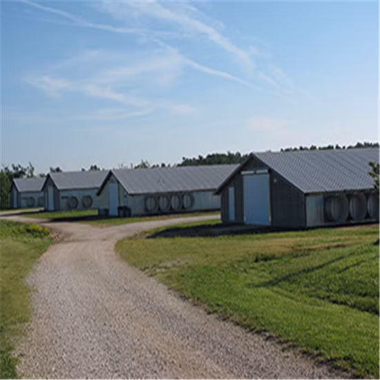 プレハブ鉄骨フレーム建設構造養鶏場ブロイラープレハブ鶏小屋、鶏工場用フルセット家禽機器付き